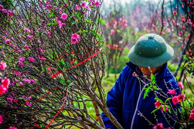 Dự thi ảnh: Xuân về muôn nơi - ảnh 1