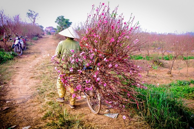 Dự thi ảnh: Xuân về muôn nơi - ảnh 3