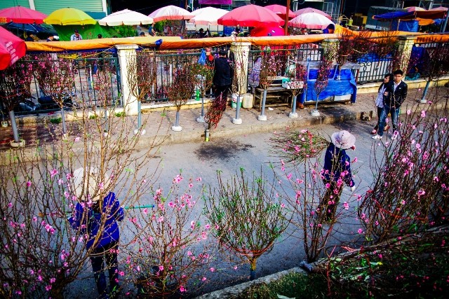 Dự thi ảnh: Xuân về muôn nơi - ảnh 5