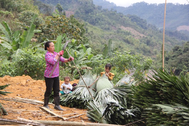 Nhập nhèm giao khoán rừng ở Tương Dương - ảnh 1