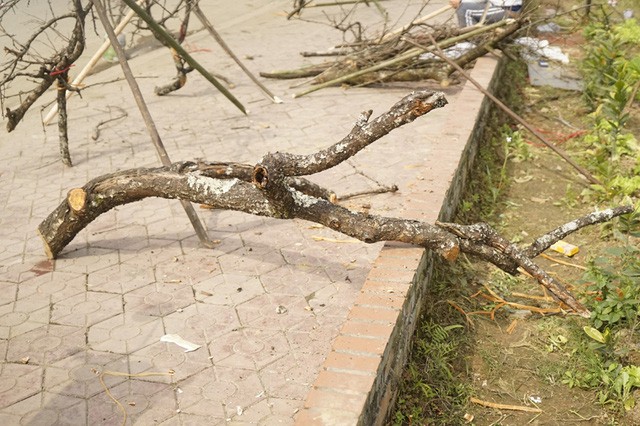 Cây cảnh tiền triệu ế chỏng chơ, đào Tết gom làm... củi - ảnh 2