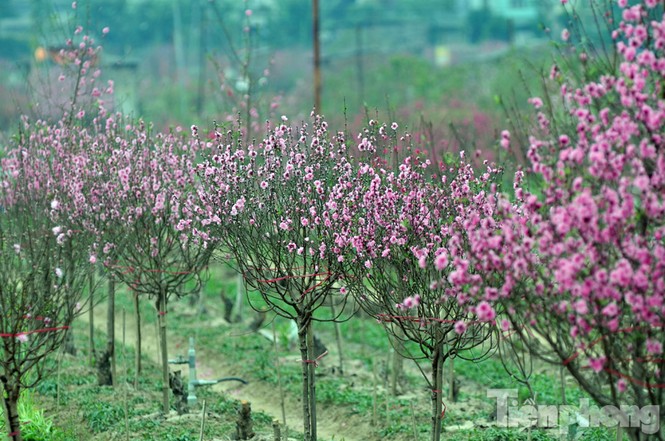 Tiếc đứt ruột nhìn đào Nhật Tân nở bung sau Tết - ảnh 2
