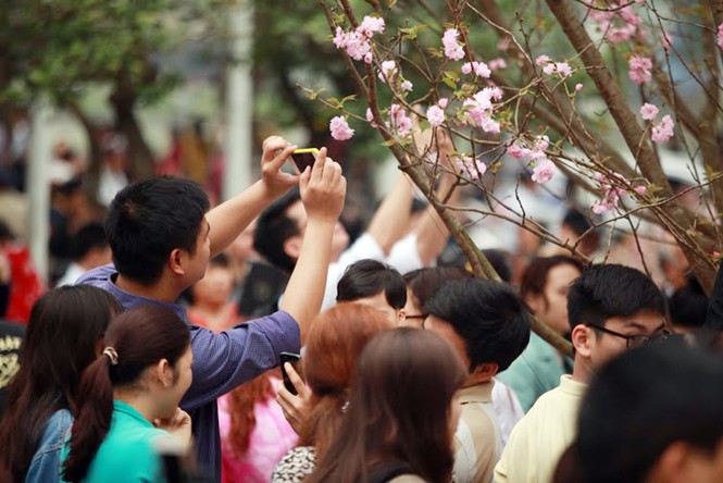 Hàng nghìn người chen chân ngắm hoa anh đào giữa Thủ đô - ảnh 5
