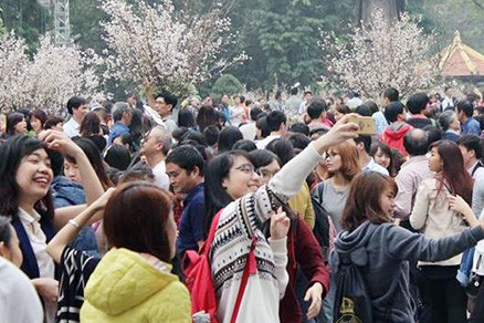 Hàng nghìn người chen chân ngắm hoa anh đào giữa Thủ đô - ảnh 1