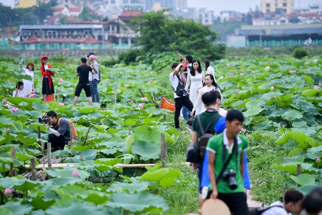 Sen hồ Tây nở rộ, thu hút người dân Hà Thành check-in mặc nắng nóng - ảnh 4