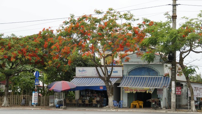 Rực rỡ con đường hoa phượng ở Hải Phòng - ảnh 2