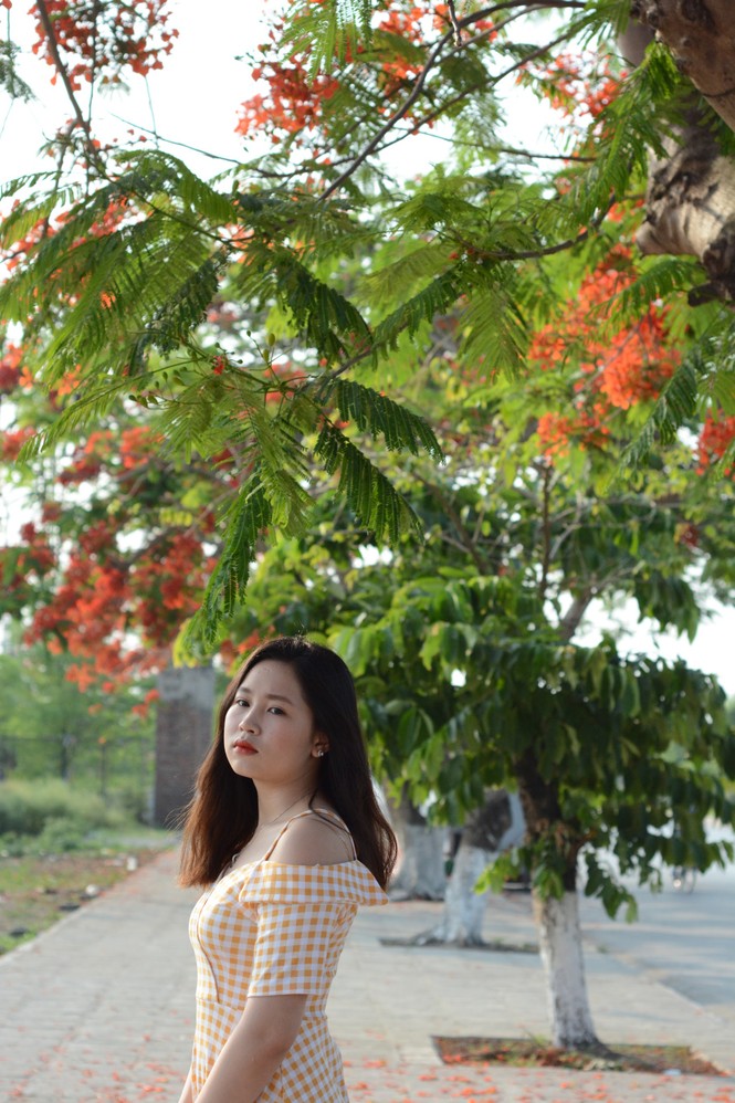 Rực rỡ con đường hoa phượng ở Hải Phòng - ảnh 4