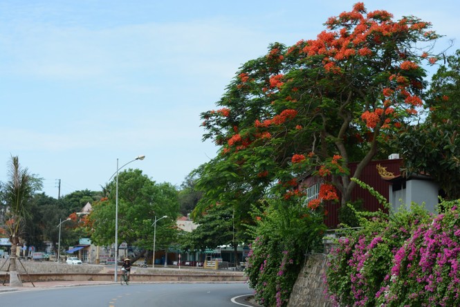 Rực rỡ con đường hoa phượng ở Hải Phòng - ảnh 5