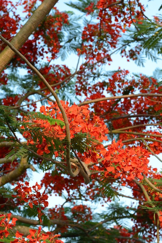 Rực rỡ con đường hoa phượng ở Hải Phòng - ảnh 6