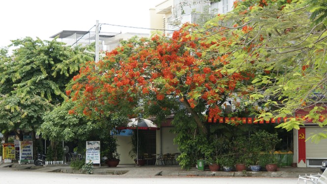 Rực rỡ con đường hoa phượng ở Hải Phòng - ảnh 7