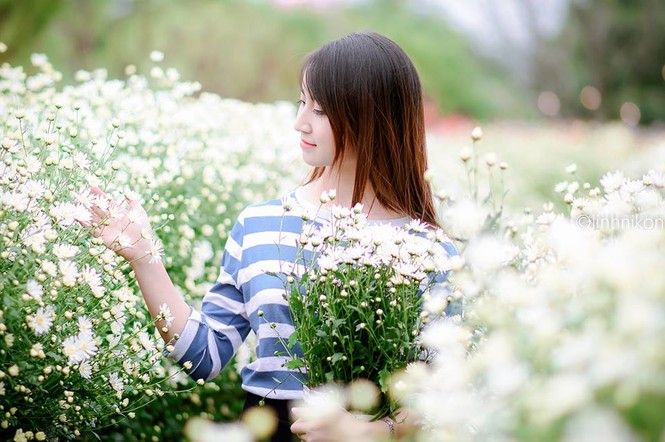 Mê mẩn ngắm thiếu nữ Hà thành khoe sắc bên cúc họa mi - ảnh 9