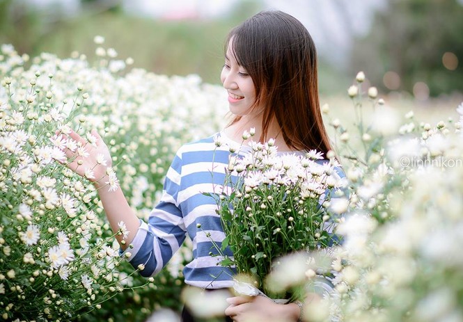 Mê mẩn ngắm thiếu nữ Hà thành khoe sắc bên cúc họa mi - ảnh 10