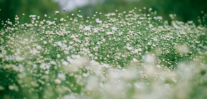 Mê mẩn ngắm thiếu nữ Hà thành khoe sắc bên cúc họa mi - ảnh 1