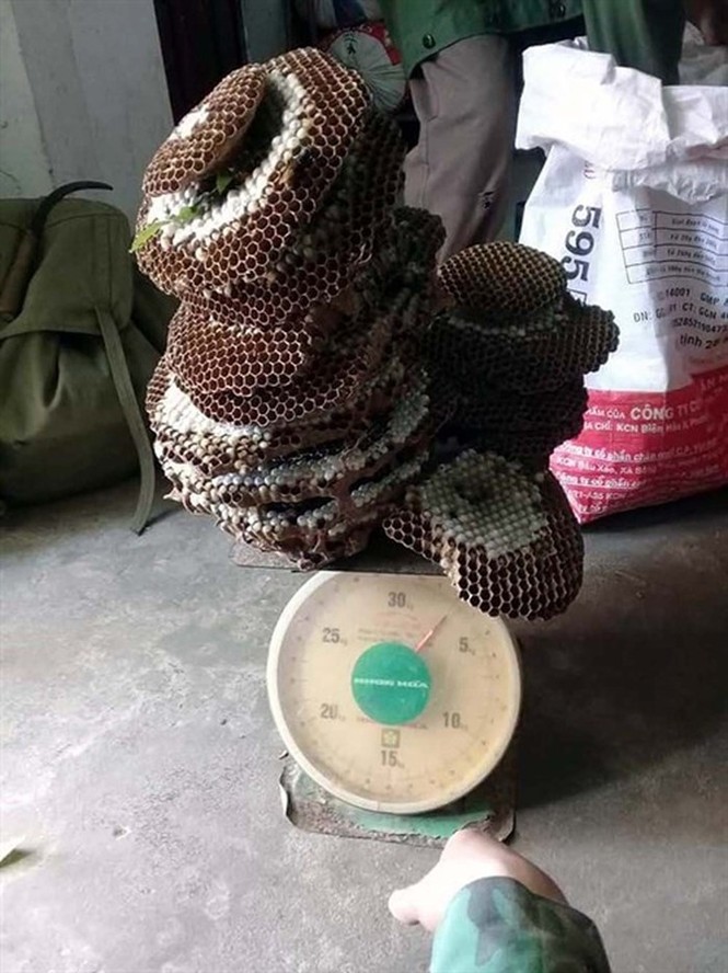 Săn loài ong 'đốt thần ngã ngửa', nghề trêu ngươi 'thần chết' - ảnh 3
