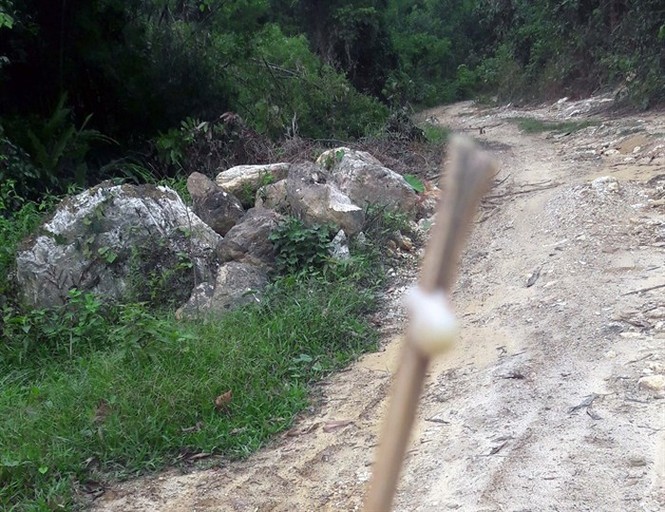 Săn loài ong 'đốt thần ngã ngửa', nghề trêu ngươi 'thần chết' - ảnh 4