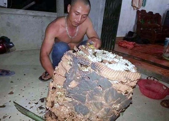 Săn loài ong 'đốt thần ngã ngửa', nghề trêu ngươi 'thần chết' - ảnh 6