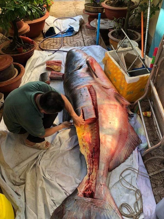 Những 'thủy quái khổng lồ' từng bị bắt ở sông Mê Kông đưa về Việt Nam - ảnh 3