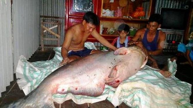 Những 'thủy quái khổng lồ' từng bị bắt ở sông Mê Kông đưa về Việt Nam - ảnh 6