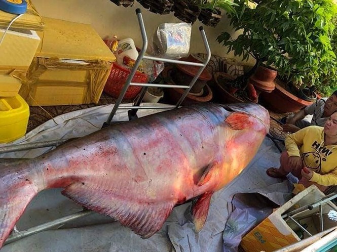 Những 'thủy quái khổng lồ' từng bị bắt ở sông Mê Kông đưa về Việt Nam - ảnh 1