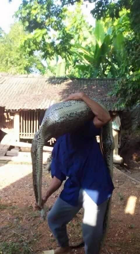 Kinh hãi dê 15 kg bị trăn rừng nuốt trọn - ảnh 2
