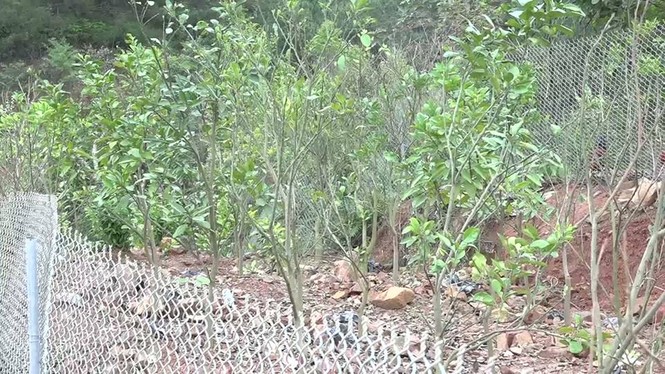 xây nhà đòi tiền bồi thường - ảnh 2