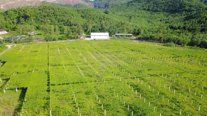 Doanh nhân Thái Hương lấn sân lĩnh vực đồ uống, đánh thức ngành thảo dược - ảnh 2