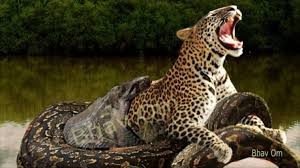 Vì sao gọi trăn Anaconda là 'quái vật' đáng sợ nhất rừng Amazon - ảnh 1