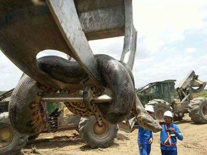 Vì sao gọi trăn Anaconda là 'quái vật' đáng sợ nhất rừng Amazon - ảnh 2