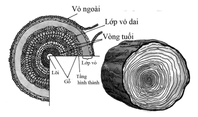 1001 thắc mắc: Vì sao không nên tưới cây vào buổi trưa? - ảnh 1