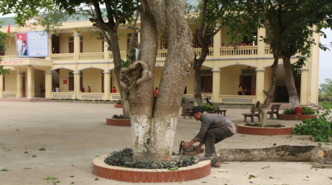 Đồng loạt loại bỏ cây ngô đồng trong trường học - ảnh 1