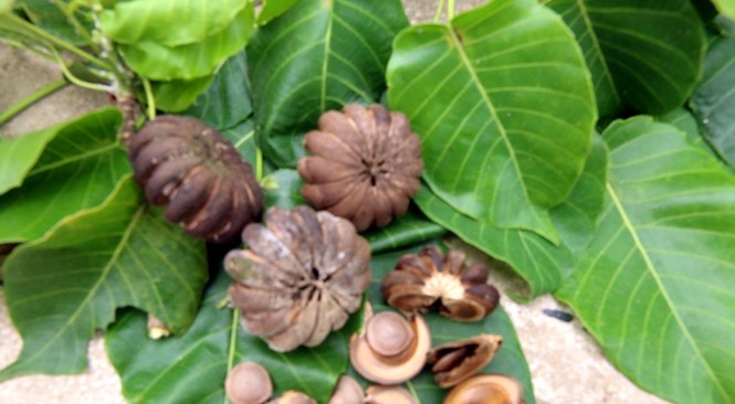 Đồng loạt loại bỏ cây ngô đồng trong trường học - ảnh 3