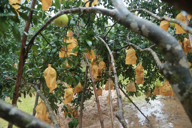 Mưa lũ khiến 5 người chết, người trồng bưởi đặc sản lo tổn thất trăm bề - ảnh 3