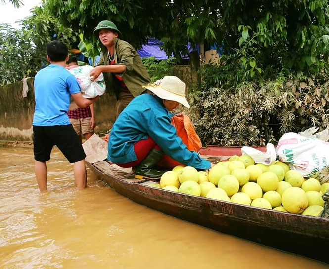 Mưa lũ khiến 5 người chết, người trồng bưởi đặc sản lo tổn thất trăm bề - ảnh 10