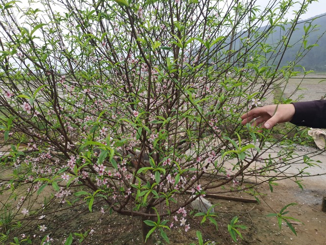 Đào nở rộ vì nắng, người trồng thấp thỏm lo “mất Tết” - ảnh 2