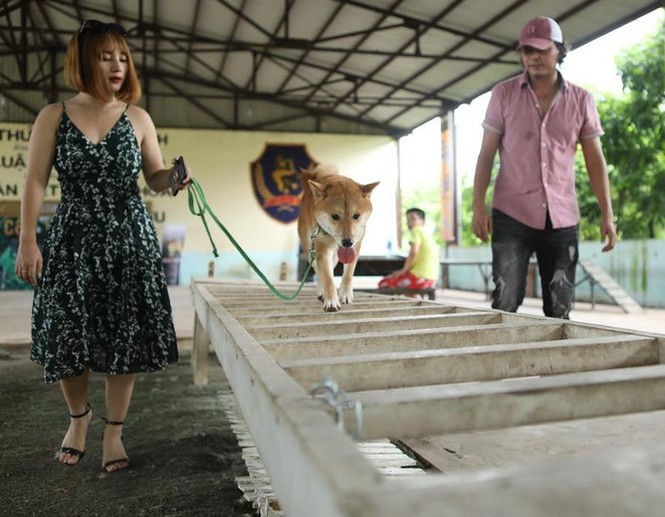 Đạo diễn nói gì về việc để chú chó giống Nhật đóng 'Cậu Vàng'? - ảnh 1