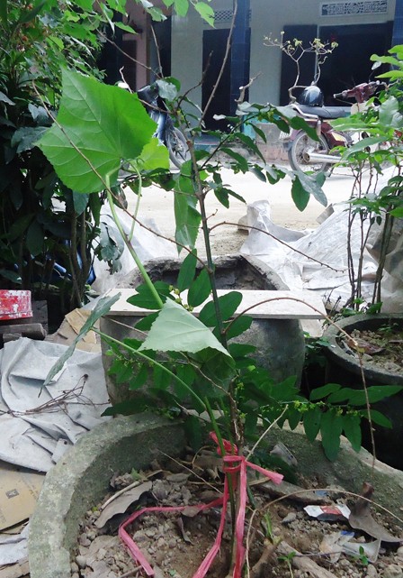 Bốn thảo dược dễ tìm chữa bệnh sỏi thận - ảnh 1