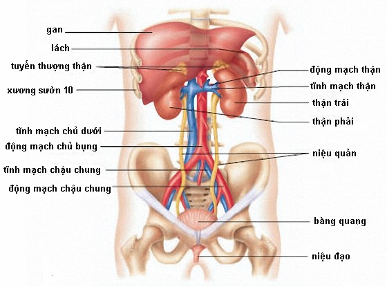 Những 'sát thủ' tàn phá thận từ những thói quen hàng ngày mà nhiều người Việt mắc phải: - ảnh 1