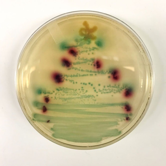 Thích mê những cây thông Noel 'có một không hai' của dân mạng - ảnh 7