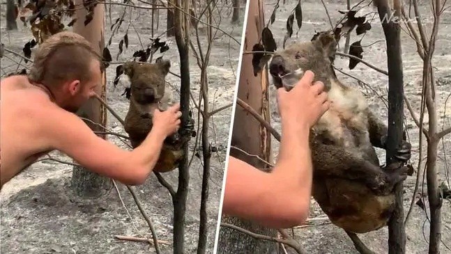 Chàng trai 22 tuổi thành anh hùng cứu 9 gấu koala trong cháy rừng ở Úc - ảnh 2