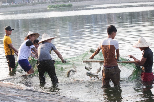 cá chết hàng loạt, hồ thành công, cá ngoại lai, dân phóng sinh, quận đống đa, hà nội - ảnh 1