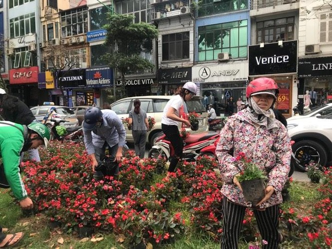 hôi cây, cây cảnh, kim mã, mạng xã hội, hôi hoa, hình ảnh, phản cảm, cây xanh, hà nội, - ảnh 2