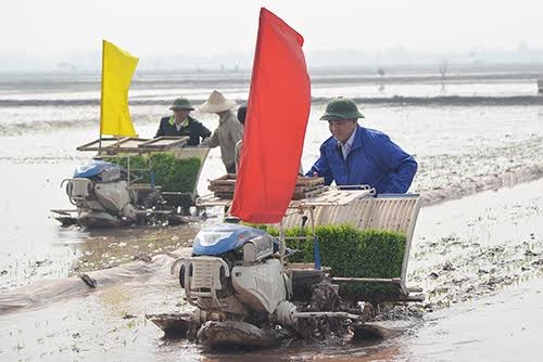 Bí thư Thành ủy Hà Nội Hoàng Trung Hải đi cấy cùng nông dân - ảnh 1