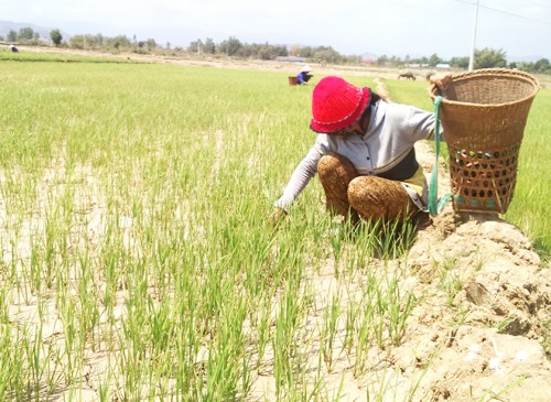 Tây Nguyên trong 'chảo lửa' hạn hán - ảnh 2