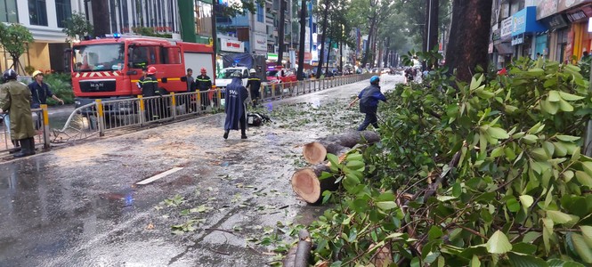 People died from falling trees at HCMC, exposing unexpected causes!  - Photo 2