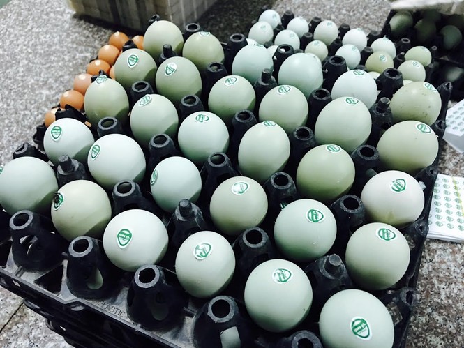 Giật mình trứng gà xanh siêu lạ, mỗi ngày bán 10.000 quả - ảnh 5