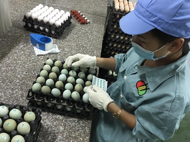 Giật mình trứng gà xanh siêu lạ, mỗi ngày bán 10.000 quả - ảnh 6
