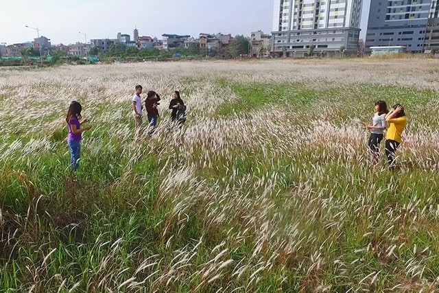 Bãi cỏ lau đẹp như tranh vẽ mới xuất hiện ở Hà Nội - ảnh 1