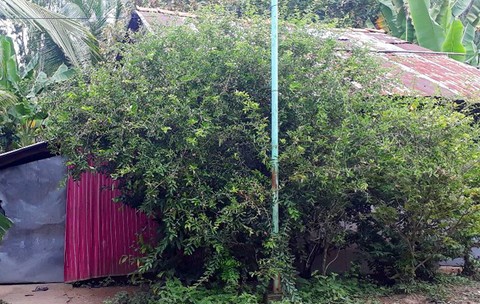Rạch mặt người tình rồi tưới xăng thiêu sống để 'chết chung' - ảnh 1