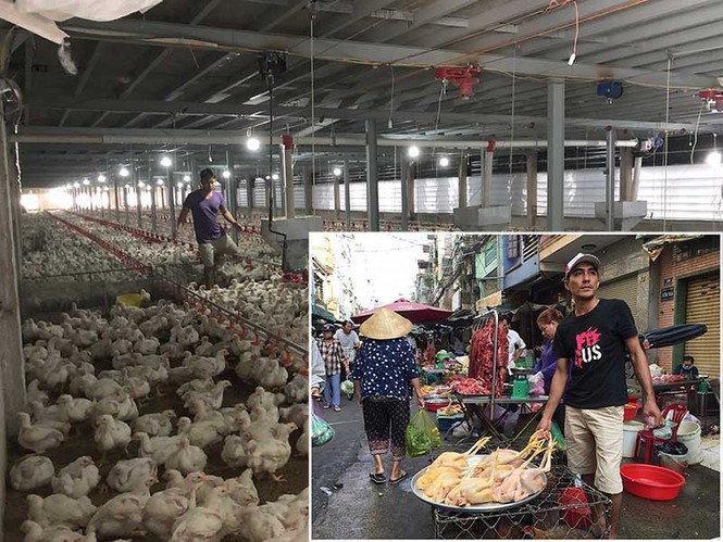 Giá gà rớt thê thảm 11.000 đồng/kg - ảnh 1