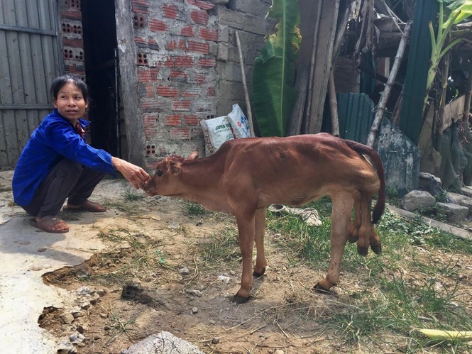 Kỳ lạ con bê vừa sinh ra có 6 chân ở Hà Tĩnh - ảnh 1